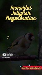 Animal Facts    Immortal Jellyfish Regeneration   #shorts