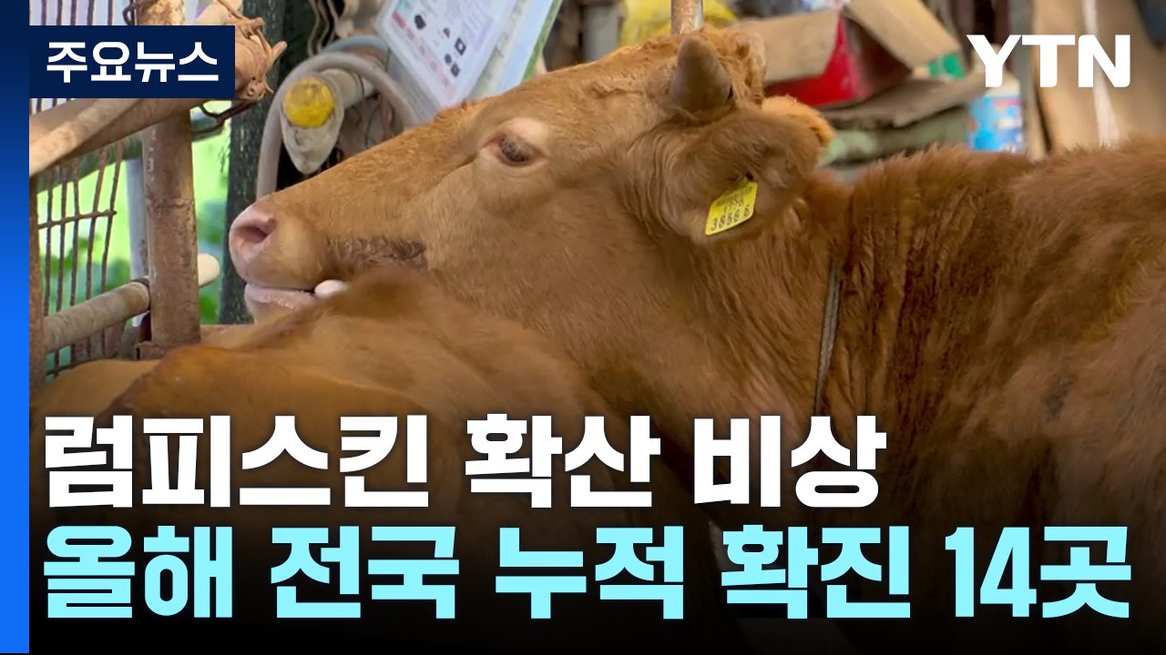 럼피스킨 확산세에 '전국 일제 소독'...축산 농가 비상 / YTN