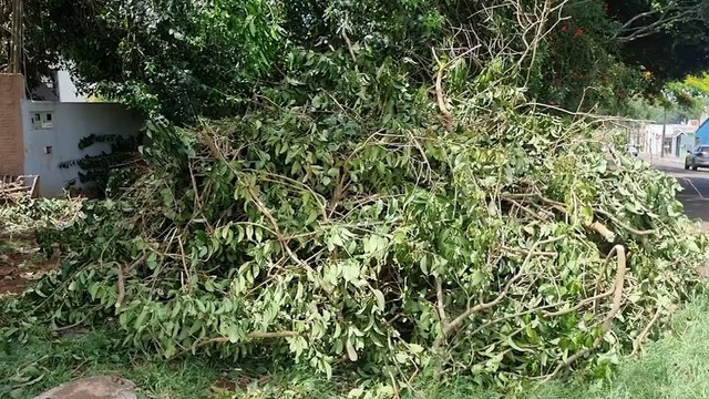 Bombeiros são acionados para realizar poda de árvore no Guarujá