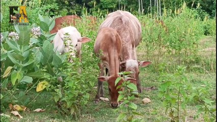 Two calves are looking for their separated mother
