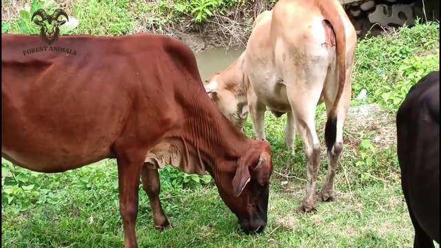 Two cows and two bulls