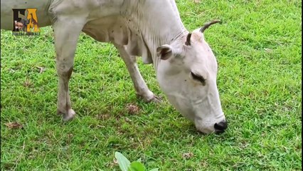 Two Calves Are Looking For Their Separated Mother