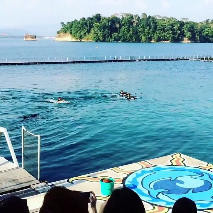 Dolphin Show 