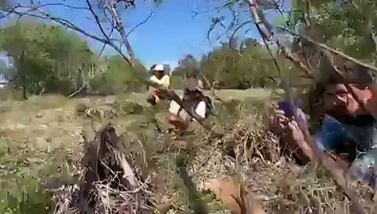 Graban a pitón devorar a ciervo