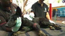 犬は人間から足に紐を結び付けられ、痛みに耐えながら物陰に隠れ、苦しんでいました。The dog had a rope tied around its leg by a human, and it hid in the shadows, enduring the pain and suffering.