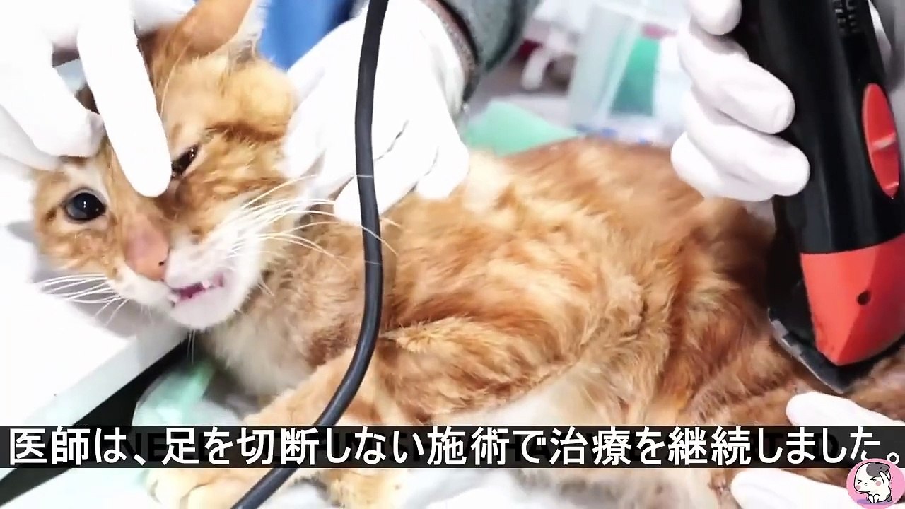 虐待された猫は、骨が見える程の大ケガを負ったまま、ゴミ箱に捨てられていました。Abused cat was thrown in a trash can with injuries so severe that bones were visible. [Healing]