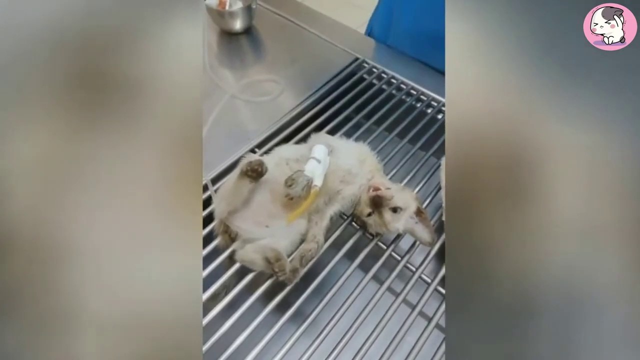 大きな犬に嚙まれ、酷い怪我を負った子猫は、ひん死の状態で救助されました。Kitten bitten by large dog, severely injured, rescued in near death state [Healing]