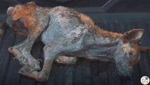 骨と皮だけ、野良犬が救助された時、その姿を見た人は、誰一人その命が助かるとは、思いませんでしたWhen a stray dog, nothing but skin and bones, was rescued, no one who saw it thought it would survive.