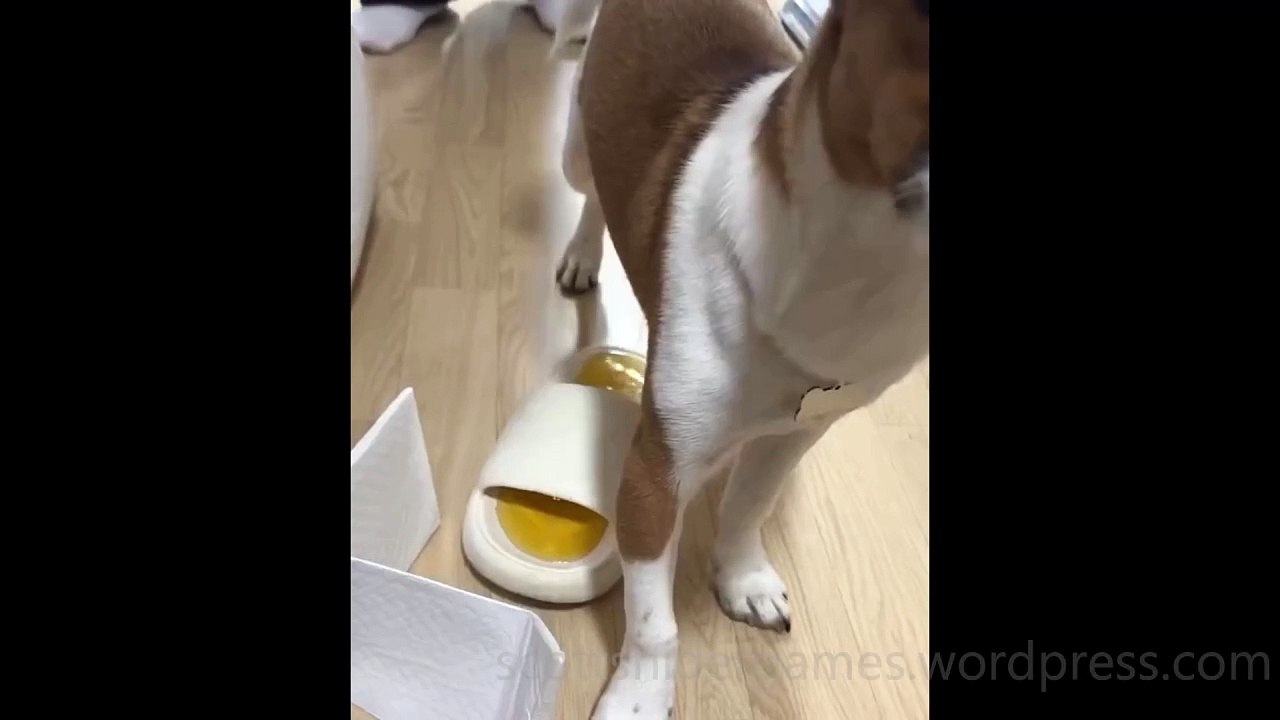 Dog Funny Video #17 (10-26-2024)