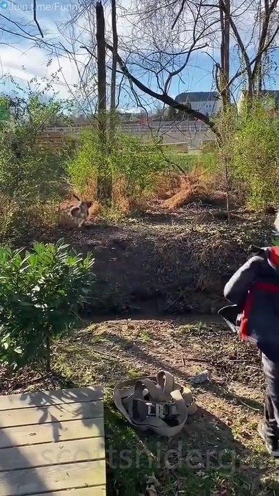 Dog Funny Video #18 (10-26-2024)