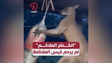 "الكنغر الملاكم" لم يرحم كيس الملاكمة