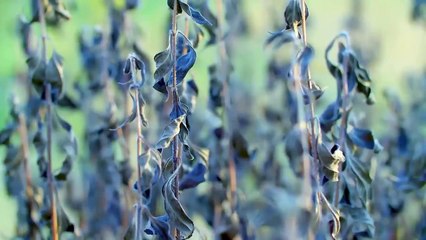 15 Strange Phenomena Found in the Desert