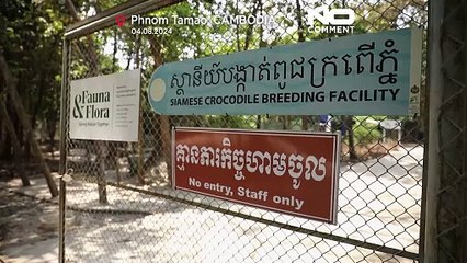 No Comment: Siamkrokodil bevölkert Kambodscha neu