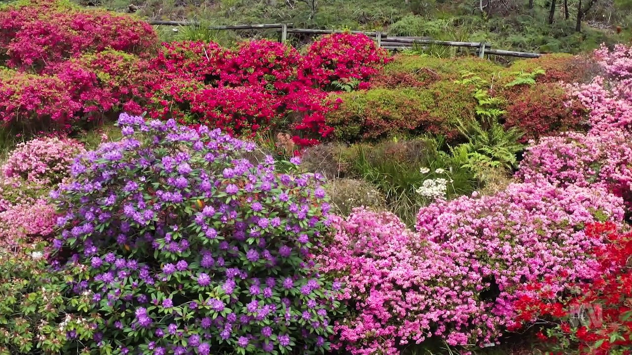 Gardening Australia 2024 Episode 31