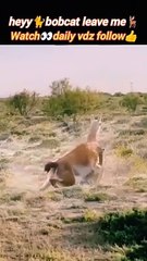 Leave me | animal attack | animal hunting | cat video | #animal #trending #nature