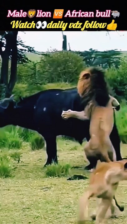 Malelion vs African bull | lion attack | lion vs baffalo | #trending #nature #animal