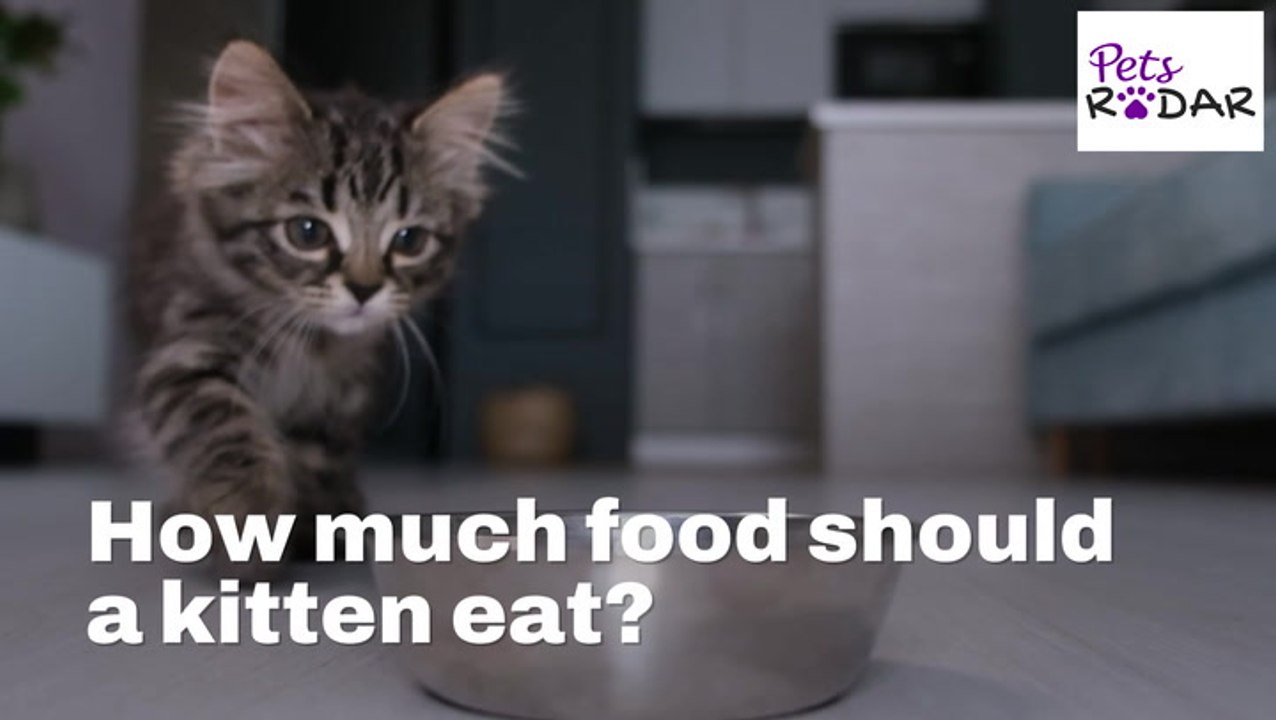 How Much Food Should A Kitten Eat? video Dailymotion