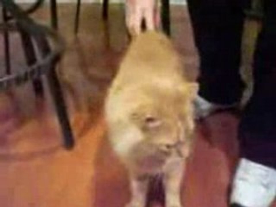 The SINGING / Talking CAT