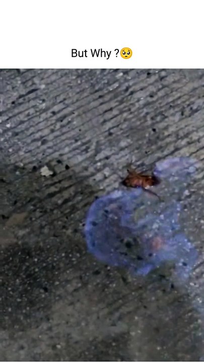 X_X_Xtreme Reel 992  -  Want to earn a million before 2024 end.  Here are the top 6 promising remote business ideas-  1. Freelancing and Consulting-  - Content writing  - Copywriting  - Graphic design  - Branding service