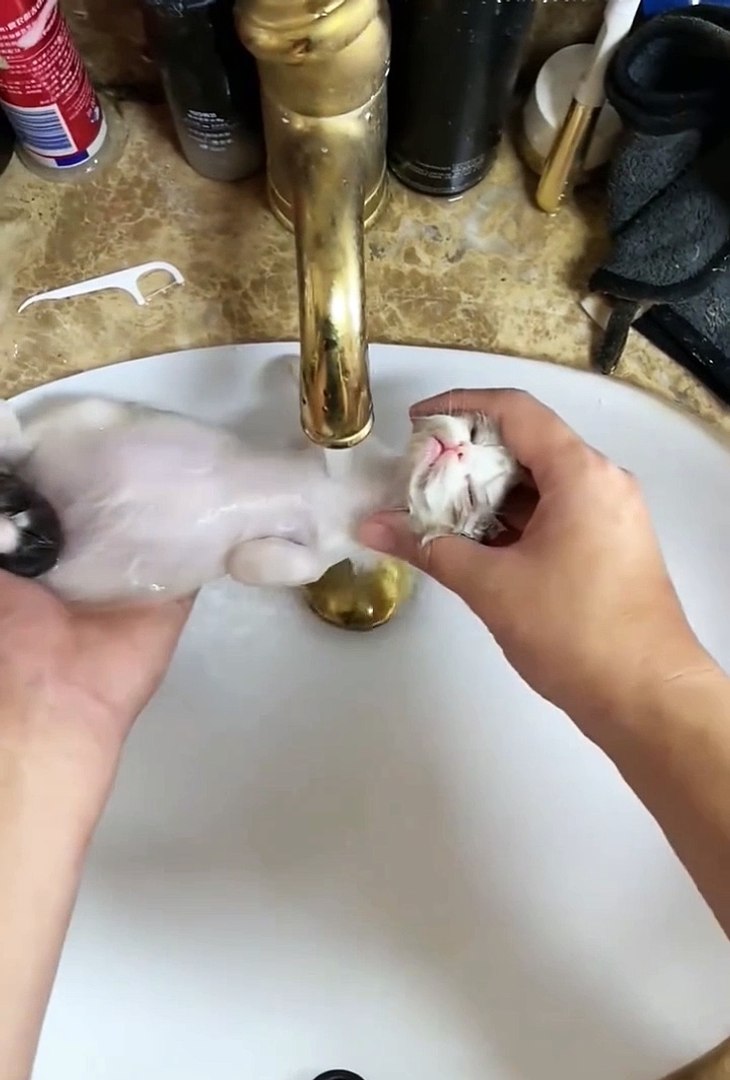 ⁣Cute animals ° pets lover ° funniest animals