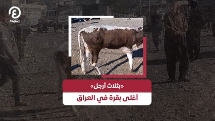 بقرة بثلاث أرجل تُحقق رقمًا قياسيًا في العراق 🐄