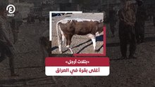 «بثلاث أرجل» أغلى بقرة في العراق