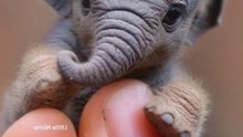 A little Elephant baby playing on hand #pets