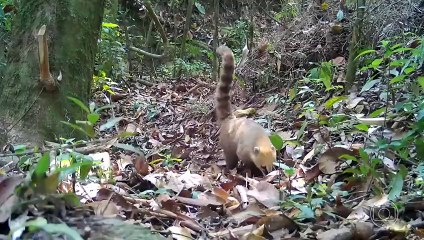 JORNAL NACIONAL 21-10-2024