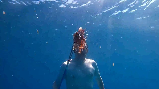 Invasive Fish Catch & Cook - Spear Fishing Lionfish with my Kids