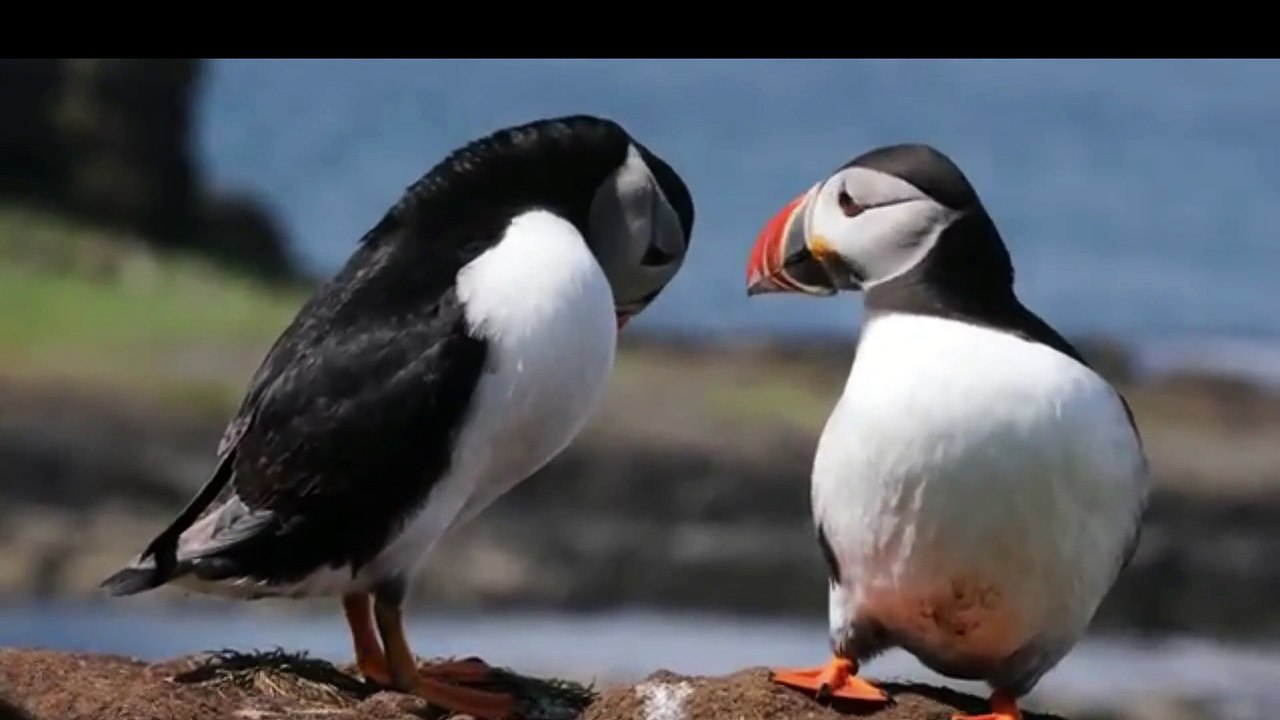 ARTIC ANIMALS (1)