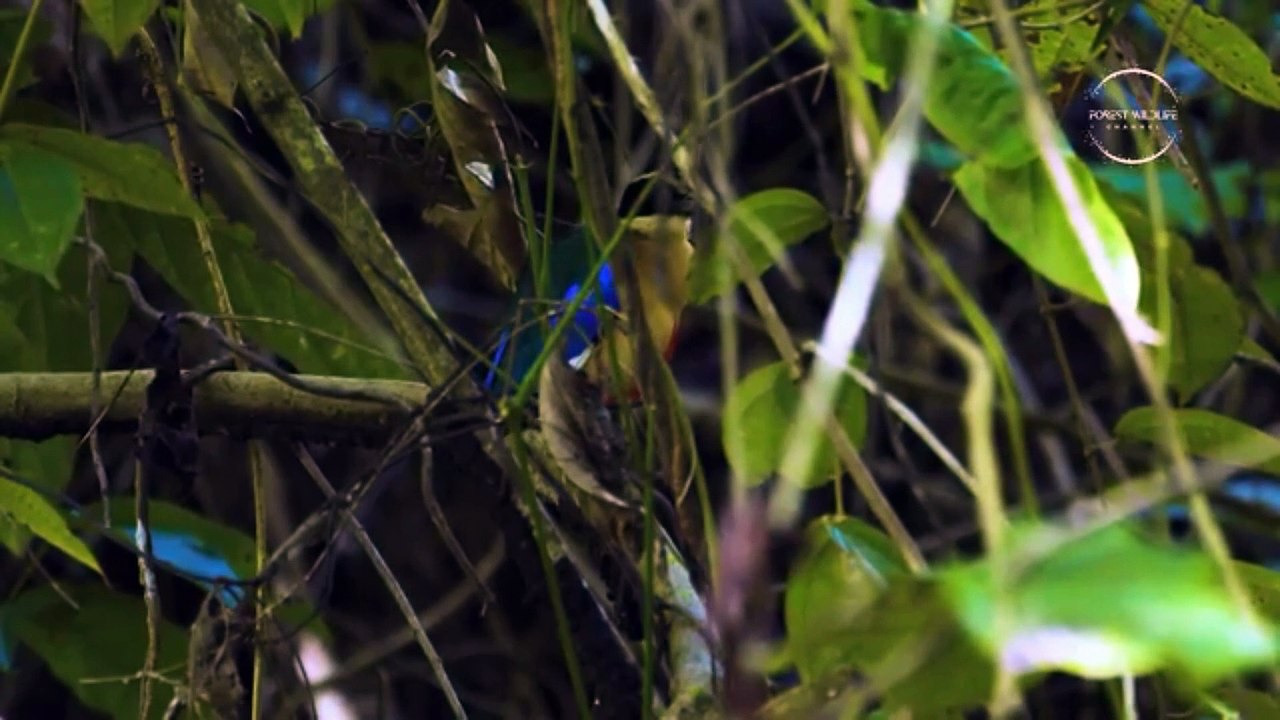 ASIA RAINFOREST-1 (1)