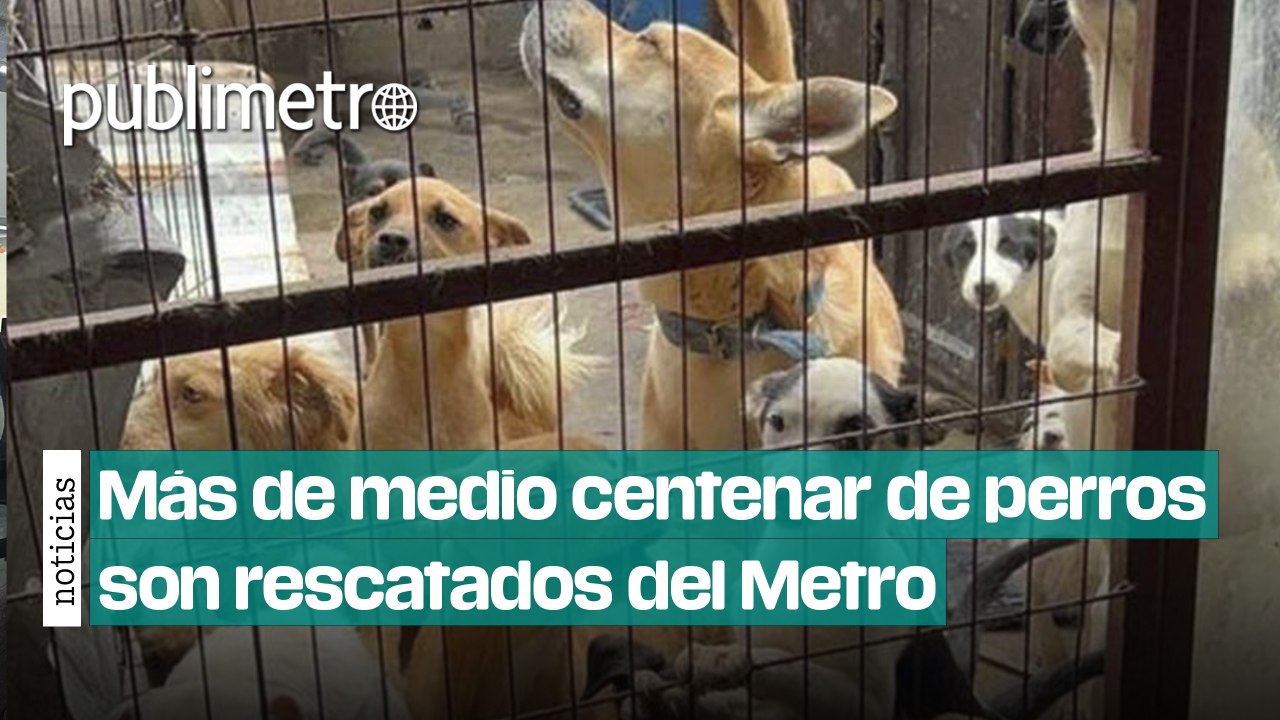 Más de medio centenar de perros son rescatados de las vías del Metro