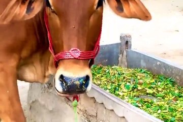 Old culture of Punjab village | gaon main kisan Ke Zindagi
