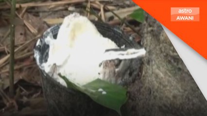 Pertanian: MRC cari kaedah terbaik hasilkan susu getah