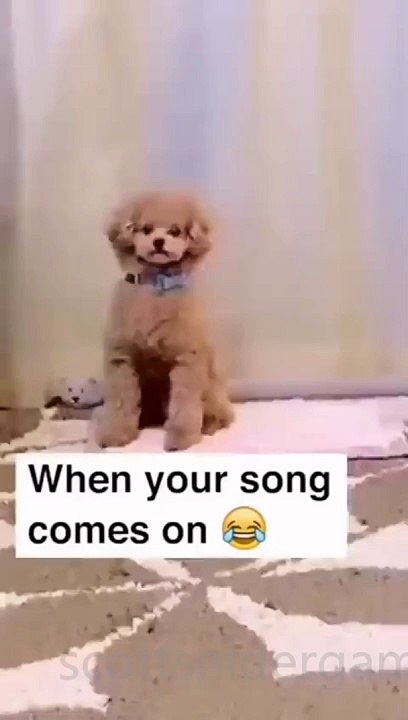 Dog Funny Video #20 (10-26-2024)