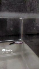 Strange #colorfishsns895 Betta  Fishes #bettafish