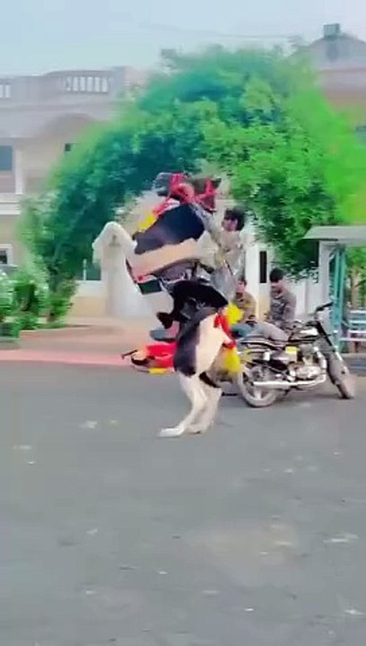 Horse is dancing,,,