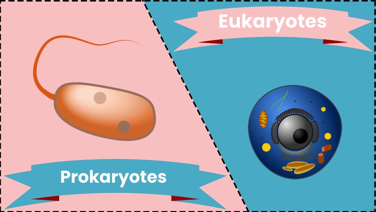 Prokaryotic and Eukaryotic cells | SKW Biology