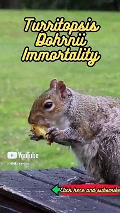 Animal Facts    Turritopsis Dohrnii Immortality   #shorts