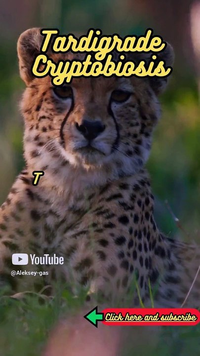 Animal Facts    Tardigrade Cryptobiosis      #shorts