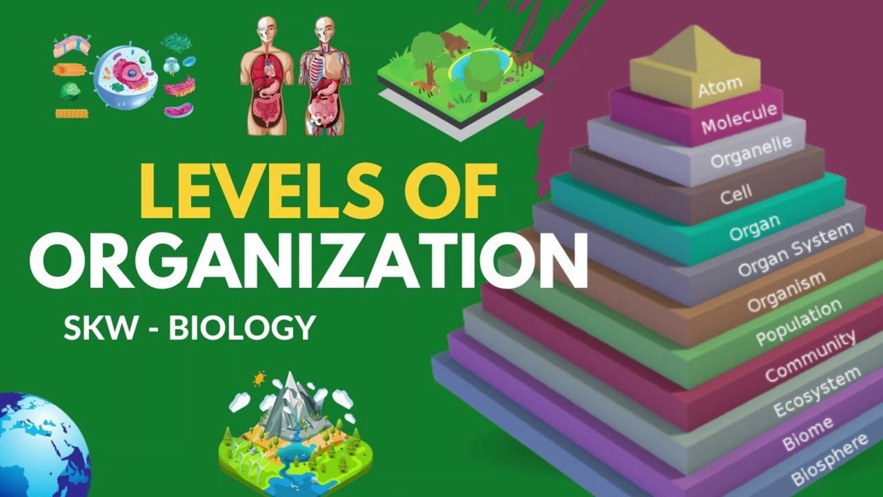 Levels of organization Atom, Cells, Tissue, Organ, Organ System