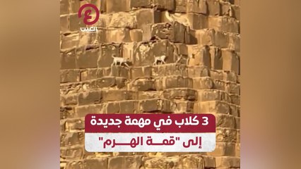 3 كلاب في مهمة جديدة إلى "قمة الهرم"