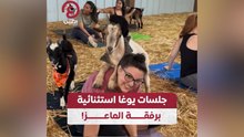 جلسات يوغا استثنائية برفقة الماعز!