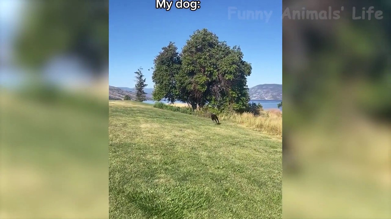 Funniest Animal Videos 2024  - Funny Cats And Dogs Videos