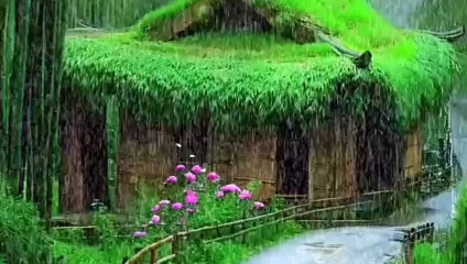Embraced by Rain The Beauty of a Misty World