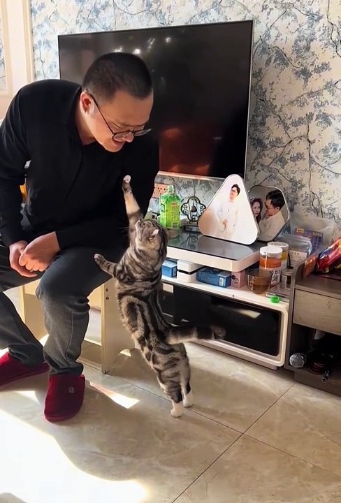 Cute cat • 2024 best animals videos #cutecatvideos #funnycatvideos #cuteanimals #funny #reels #shortsvideo  #shorts #animal #funny animals #cat #animals #fyp