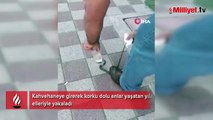 Kahvehaneye giren yılanı elleriyle yakaladı