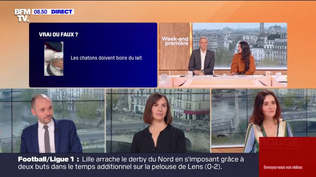 Est-ce que le chat voit dans le noir ? , Une vétérinaire répond à vos questions sur les animaux