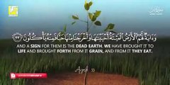 Most beautiful recitation of Surah Yaseen (Yasin) سورة يس ⋮ Zikrullah TV