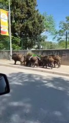 İzmir Bornova da domuz sürüsü yollara indi